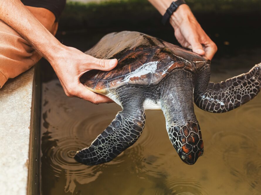 Turtles Care Guide