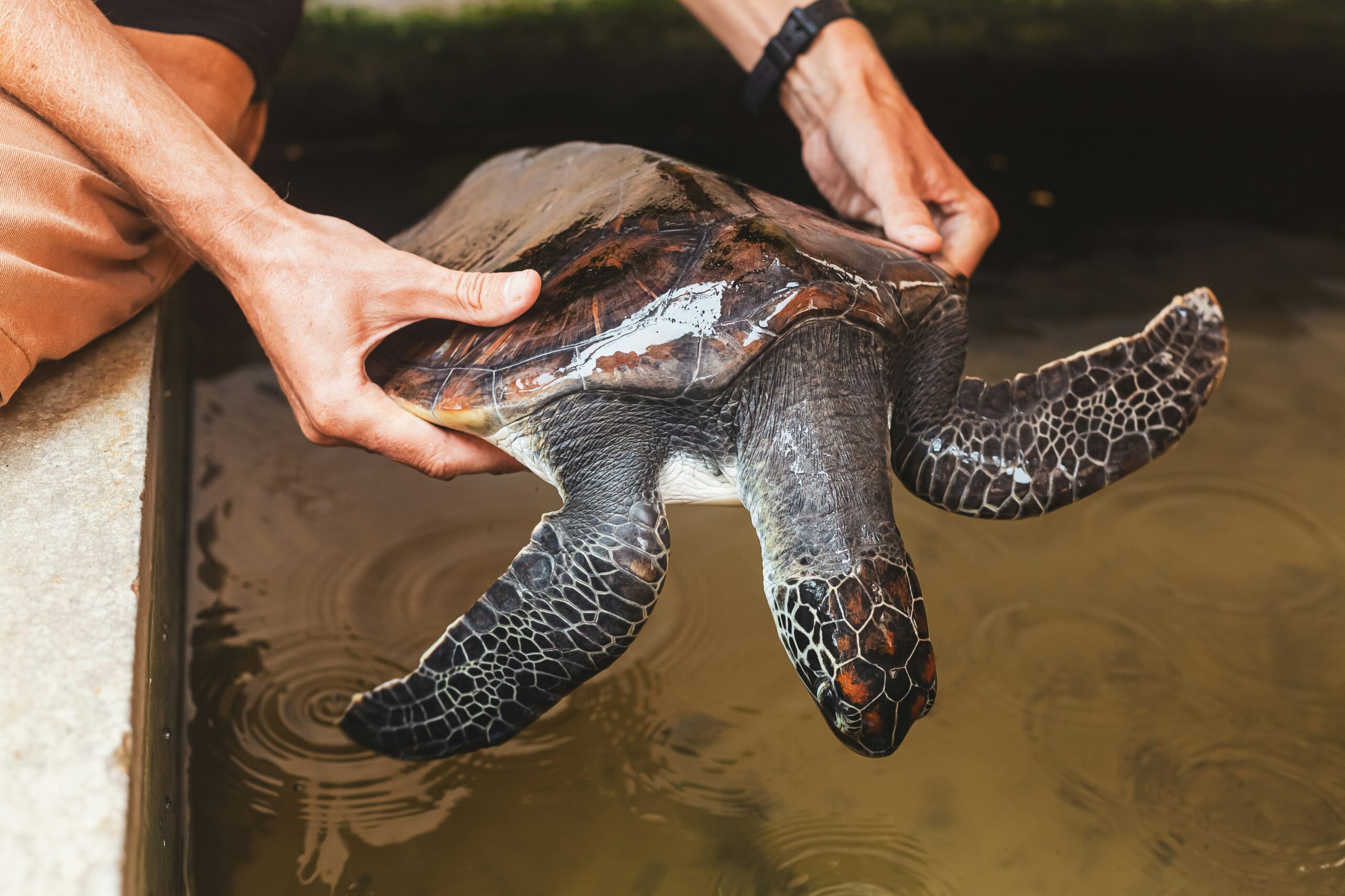 Turtles Care Guide