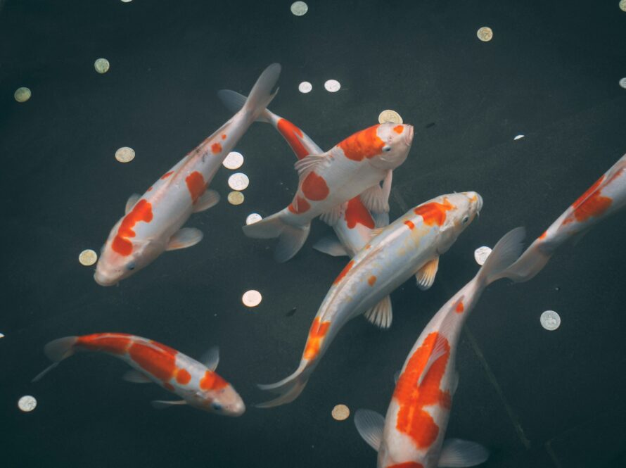 Japan Young Koi Show