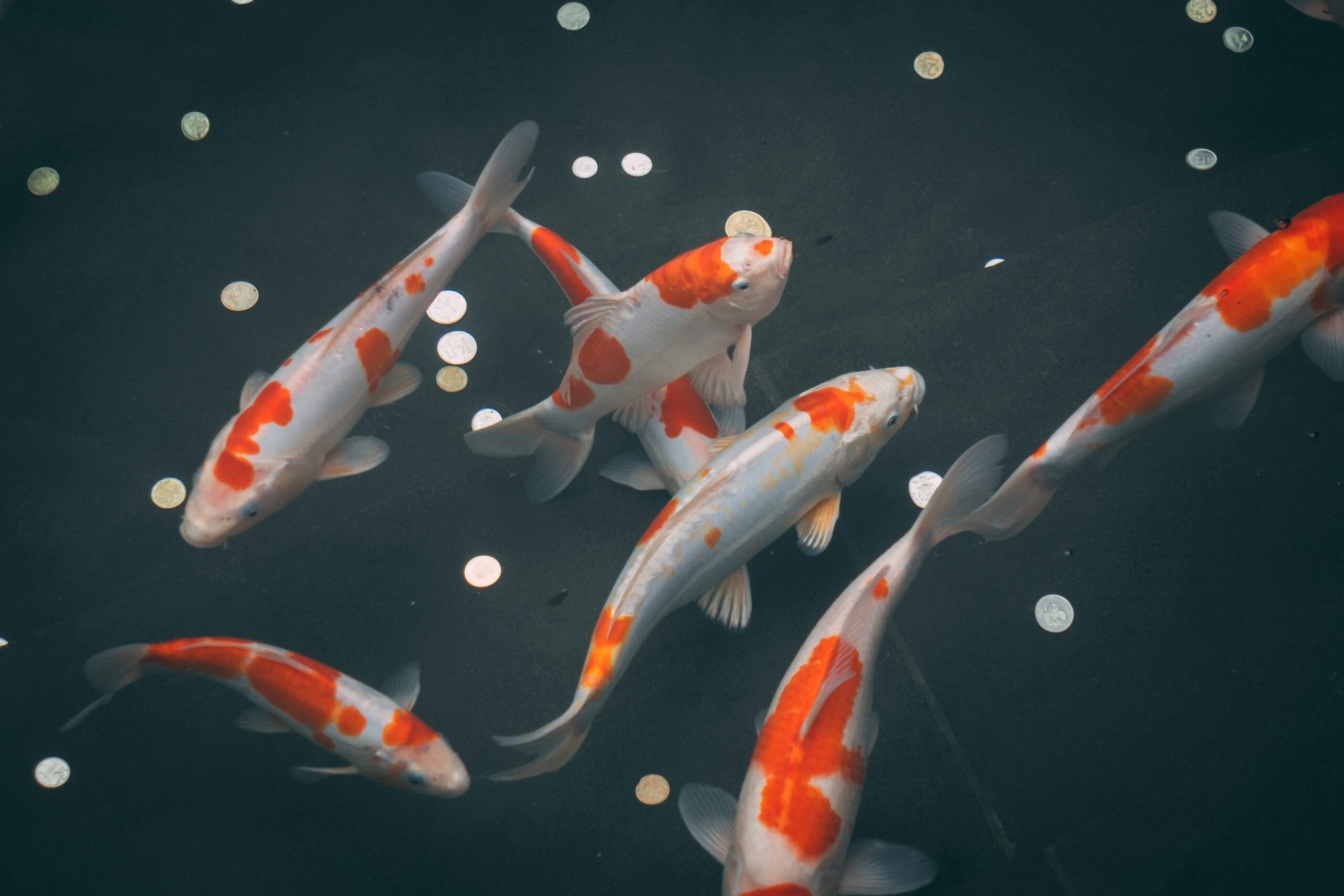 Japan Young Koi Show
