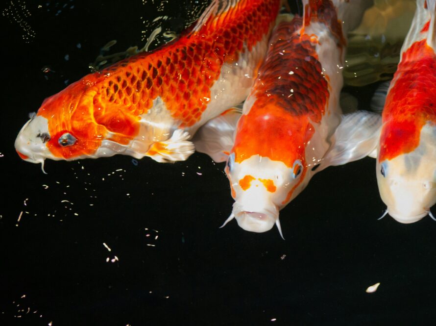Jumbo Koi