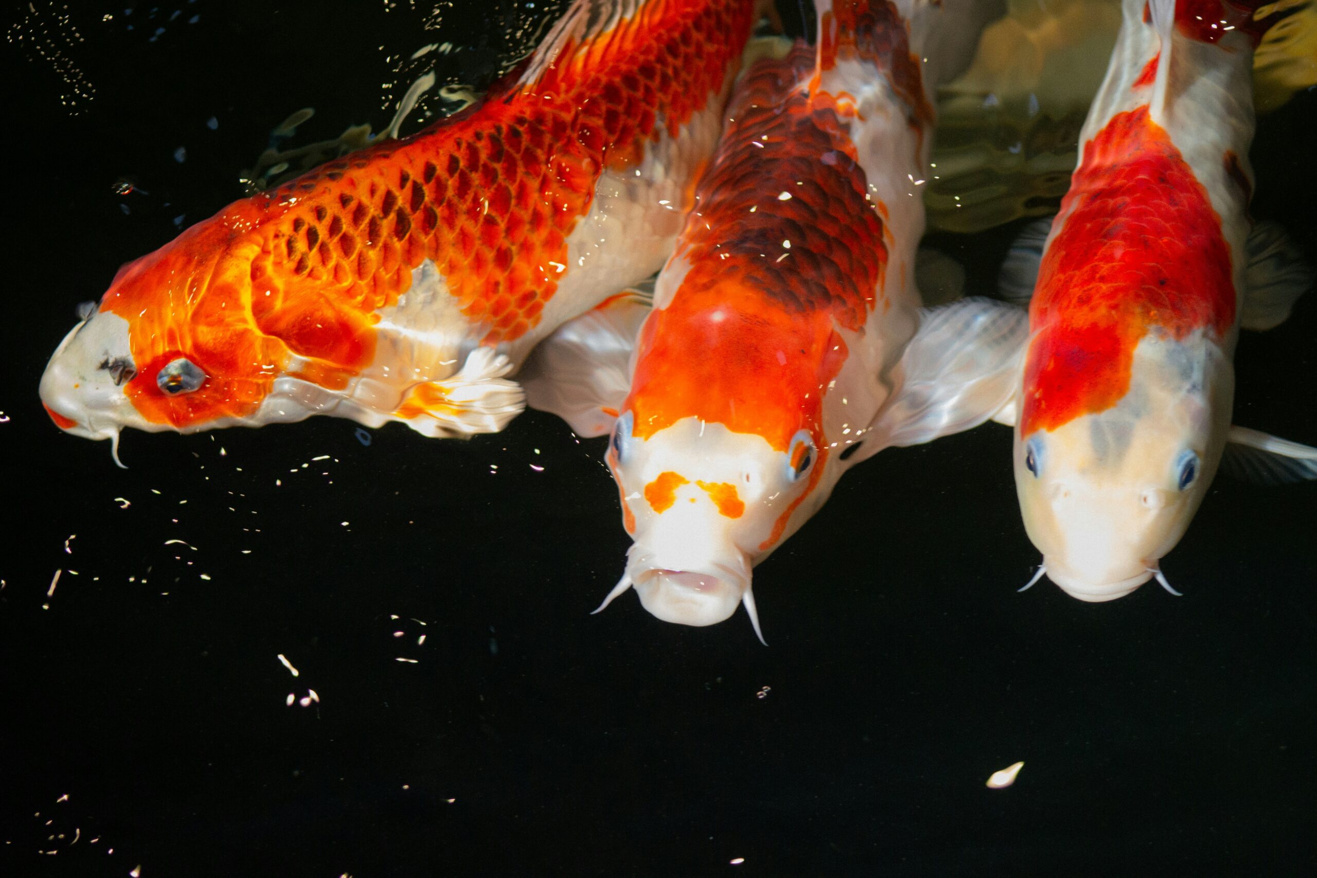 Jumbo Koi