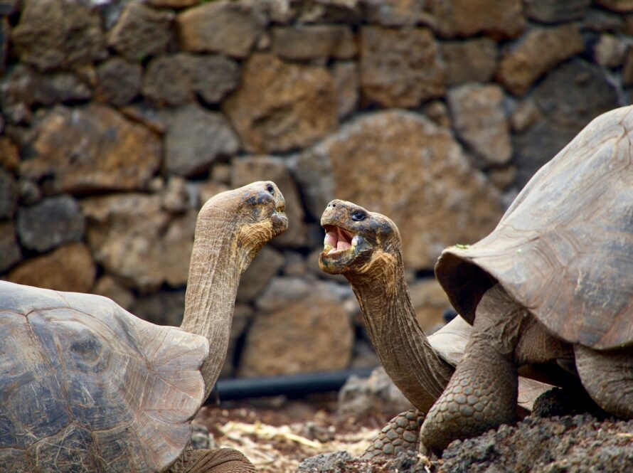Caring for Galápagos Tortoises