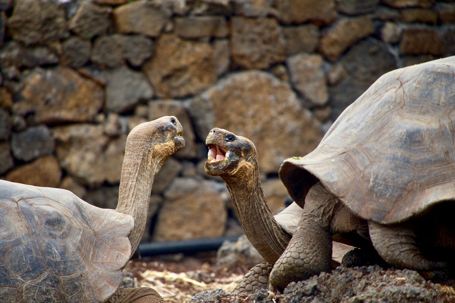 Caring for Galápagos Tortoises